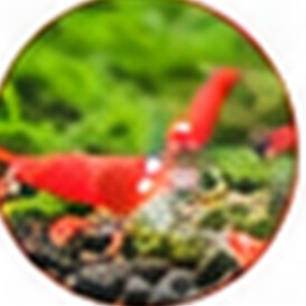 Färbung Caridina Red Santa