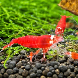Caridina Red Santa